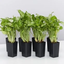 Indoor Garden Ground Covers Syngonium Red Vein Arrowhead Plant