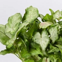 Indoor Garden Ground Covers Syngonium Red Vein Arrowhead Plant