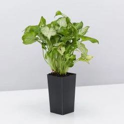 Indoor Garden Ground Covers Syngonium Red Vein Arrowhead Plant