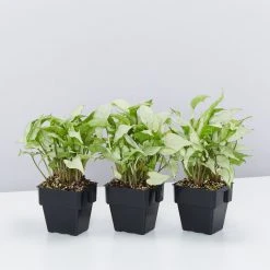 Indoor Garden Ground Covers Syngonium Podophyllum Silver Pearl