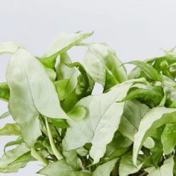 Indoor Garden Ground Covers Syngonium Podophyllum Silver Pearl