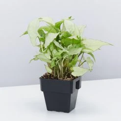 Indoor Garden Ground Covers Syngonium Podophyllum Silver Pearl