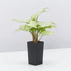 Indoor Garden Ground Covers Syngonium Podophyllum Silver Pearl