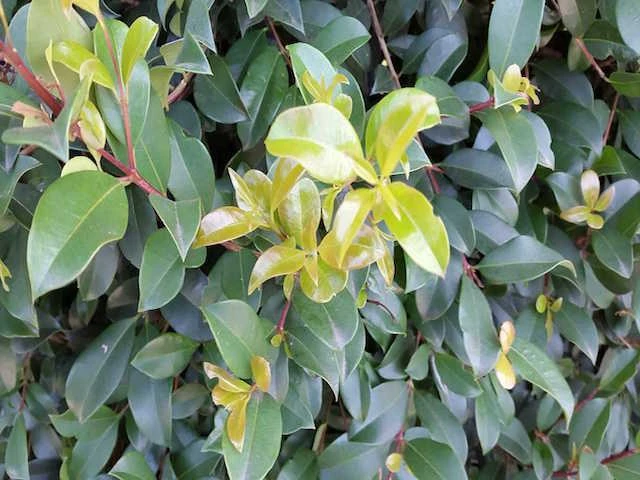 Hedge Syzygium Australe 'Select Form' Lilly Pilly Screening Pack Hedging Plants 9 Hedge Syzygium Australe 'Select Form' Lilly Pilly Screening Pack Hedging Plants