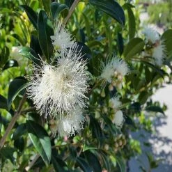 Hedge Syzygium Australe 'Select Form' Lilly Pilly Screening Pack Hedging Plants 17 Hedge Syzygium Australe 'Select Form' Lilly Pilly Screening Pack Hedging Plants