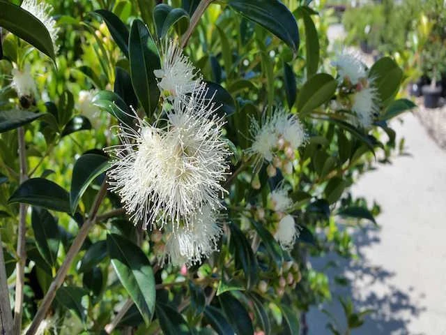 Hedge Syzygium Australe 'Select Form' Lilly Pilly Screening Pack Hedging Plants 10 Hedge Syzygium Australe 'Select Form' Lilly Pilly Screening Pack Hedging Plants