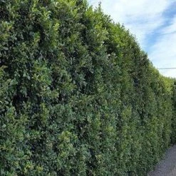 Hedge Syzygium Australe 'Select Form' Lilly Pilly Screening Pack Hedging Plants 12 Hedge Syzygium Australe 'Select Form' Lilly Pilly Screening Pack Hedging Plants