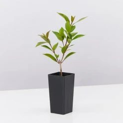 Hedge Syzygium Australe 'Baby Boomer' Shrubs