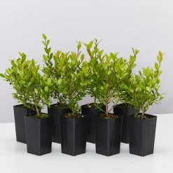 Hedge Shrubs Syzygium Australe 'Tiny Trev' Dwarf Lilly Pilly