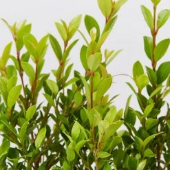 Hedge Shrubs Syzygium Australe 'Tiny Trev' Dwarf Lilly Pilly