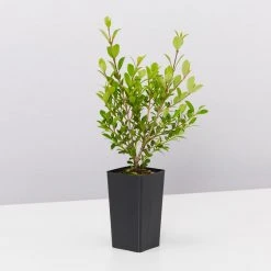 Hedge Shrubs Syzygium Australe 'Tiny Trev' Dwarf Lilly Pilly