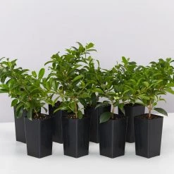 Hedge Syzygium Elite Shrubs