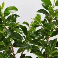 Hedge Syzygium Elite Shrubs