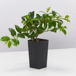 Hedge Syzygium Elite Shrubs