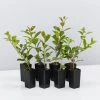 Hedge Syzygium Resilience Lilly Pilly Hedging Pack Hedging Plants 1 Hedge Syzygium Resilience Lilly Pilly Hedging Pack Hedging Plants