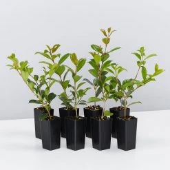 Hedge Syzygium Resilience Lilly Pilly Hedging Pack Hedging Plants