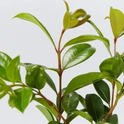 Hedge Syzygium Resilience Lilly Pilly Hedging Pack Hedging Plants
