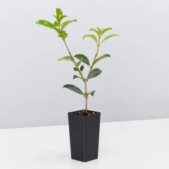 Hedge Syzygium Resilience Lilly Pilly Hedging Pack Hedging Plants