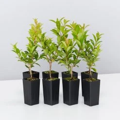 Hedge Syzygium Australe 'Select Form' Lilly Pilly Screening Pack Hedging Plants