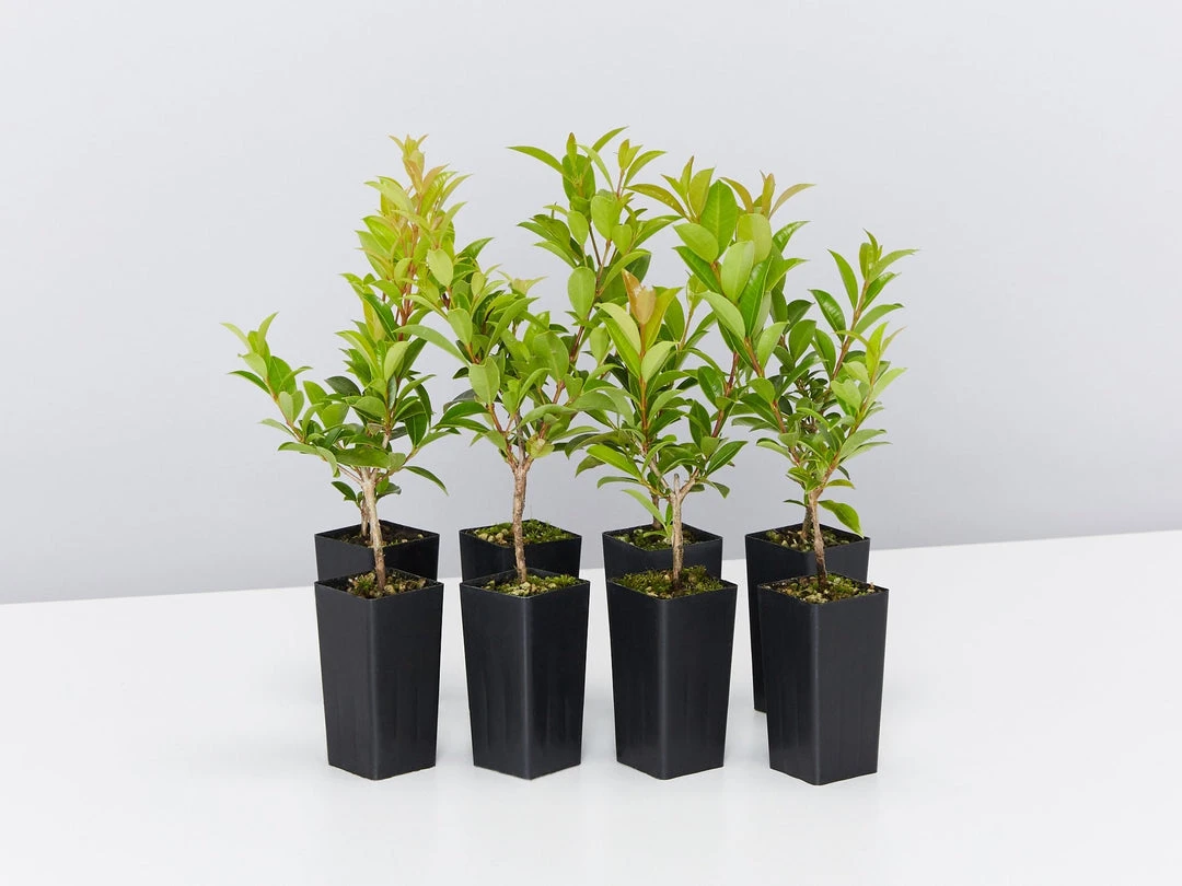 Hedge Syzygium Australe 'Select Form' Lilly Pilly Screening Pack Hedging Plants 3 Hedge Syzygium Australe 'Select Form' Lilly Pilly Screening Pack Hedging Plants