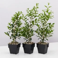 Indoor Garden Syzygium Select Form - Lilly Pilly (larger Sized) 85mm Shrubs
