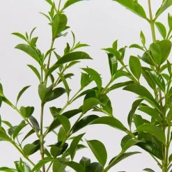 Indoor Garden Syzygium Select Form - Lilly Pilly (larger Sized) 85mm Shrubs