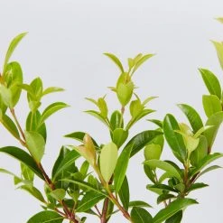 Hedge Syzygium Australe 'Select Form' Lilly Pilly Screening Pack Hedging Plants