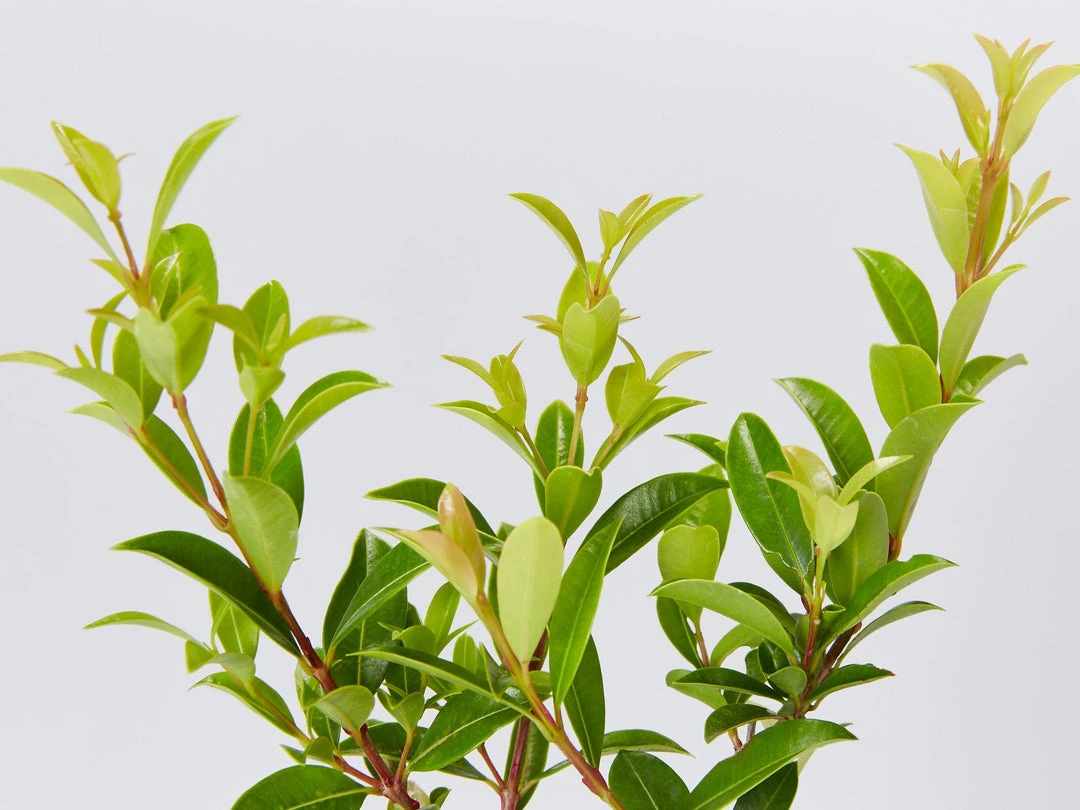 Hedge Syzygium Australe 'Select Form' Lilly Pilly Screening Pack Hedging Plants 4 Hedge Syzygium Australe 'Select Form' Lilly Pilly Screening Pack Hedging Plants
