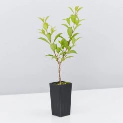 Hedge Syzygium Australe 'Select Form' Lilly Pilly Screening Pack Hedging Plants 13 Hedge Syzygium Australe 'Select Form' Lilly Pilly Screening Pack Hedging Plants
