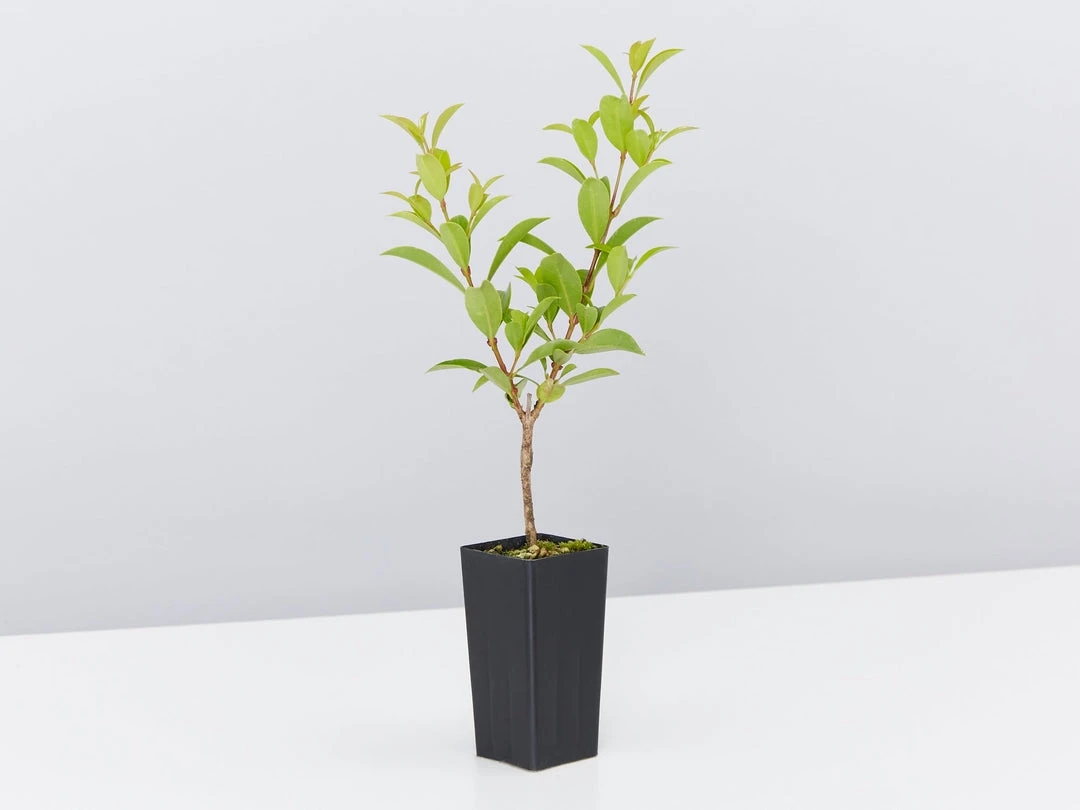 Hedge Syzygium Australe 'Select Form' Lilly Pilly Screening Pack Hedging Plants 6 Hedge Syzygium Australe 'Select Form' Lilly Pilly Screening Pack Hedging Plants