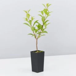 Shrubs The Edible Plants Pack