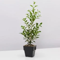 Indoor Garden Syzygium Select Form - Lilly Pilly (larger Sized) 85mm Shrubs