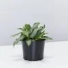 Indoor Garden Tradescantia Spathacea Silver