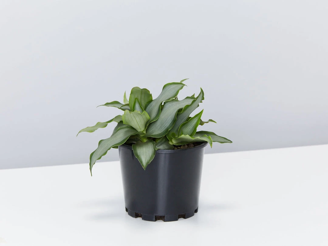 Indoor Garden Tradescantia Spathacea Silver 3 Indoor Garden Tradescantia Spathacea Silver