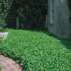 Shrubs Japanese Star Jasmine