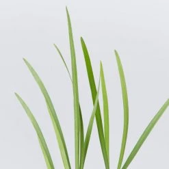 Shrubs Border Plants Tulbaghia Violacea