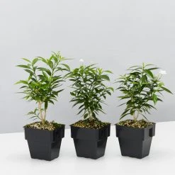 Indoor Garden Tabernaemontana Corymbosa