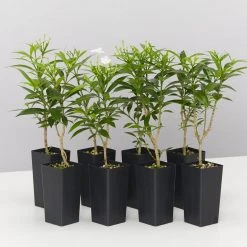 Indoor Garden Tabernaemontana Corymbosa