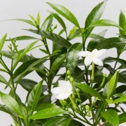 Indoor Garden Tabernaemontana Corymbosa