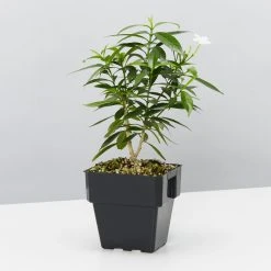 Indoor Garden Tabernaemontana Corymbosa