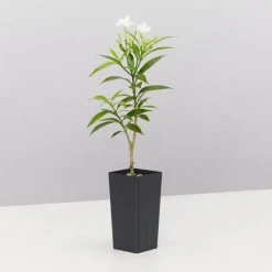 Indoor Garden Tabernaemontana Corymbosa