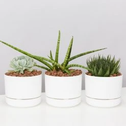 Succulents The Succulent Planter + LECA And Soil Bag