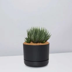 Succulents The Succulent Planter + LECA And Soil Bag