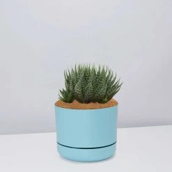 Succulents The Succulent Planter + LECA And Soil Bag