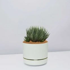 Succulents The Succulent Planter + LECA And Soil Bag