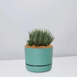 Succulents The Succulent Planter + LECA And Soil Bag