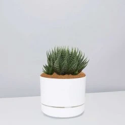 Succulents The Succulent Planter + LECA And Soil Bag