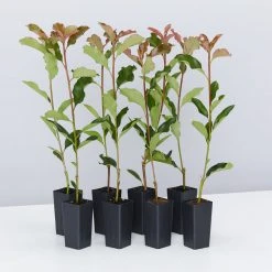 Ozbreed Thin Red™ Photinia X Fraseri ‘NP01’ PBR