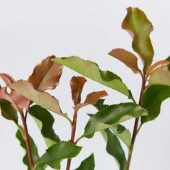 Ozbreed Thin Red™ Photinia X Fraseri ‘NP01’ PBR