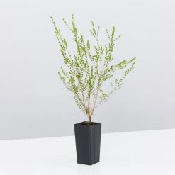 Shrubs Thryptomene Saxicola F.C. Payne